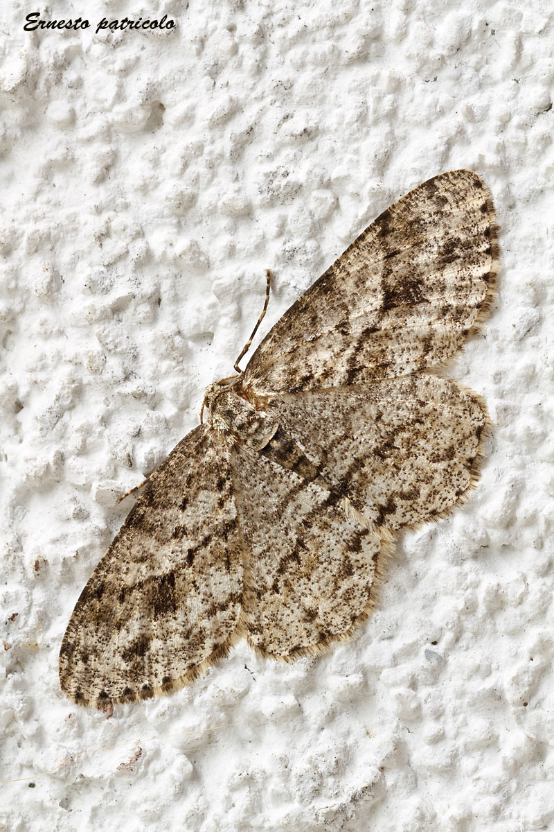 geometridae da identificare